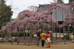 枝垂桜