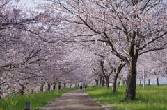 桜並木