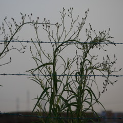 あざみ