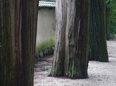 神社の杉並木