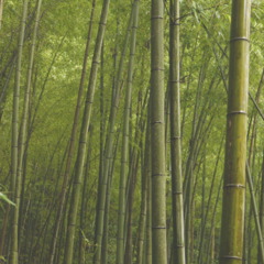 雨に溶ける竹