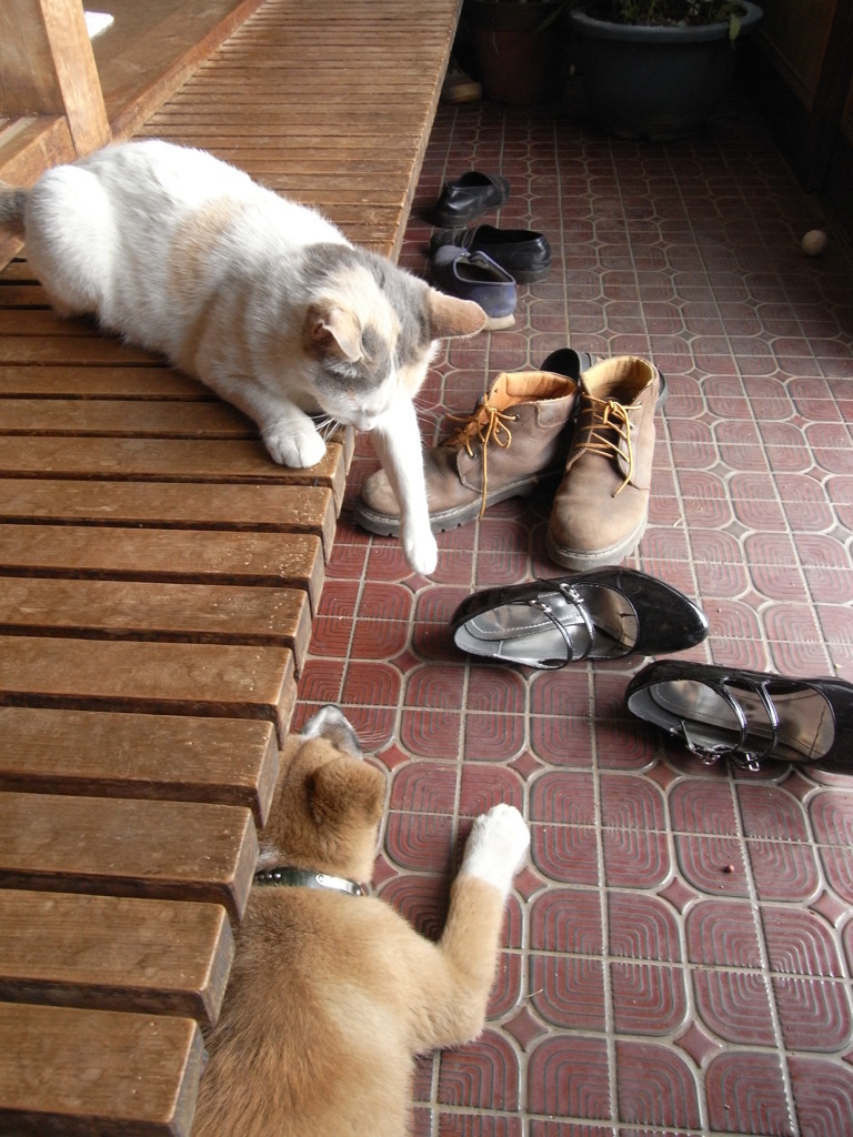 犬猫の仲