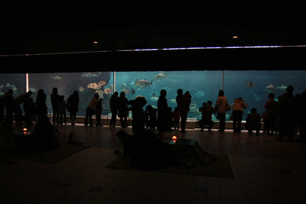 こたつのある水族館