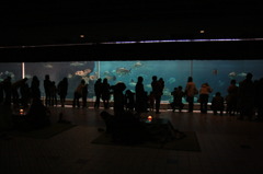 こたつのある水族館