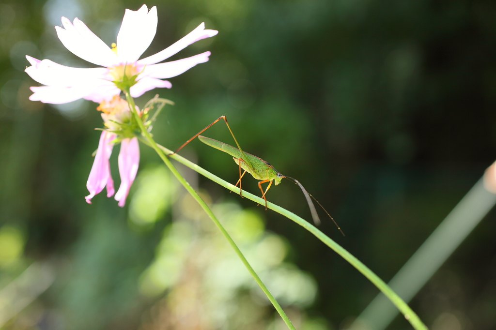 41vlYwH1r47sCNBM3603ks3kskXL01