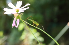 41vlYwH1r47sCNBM3603ks3kskXL01