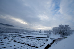 雪のワサビ田