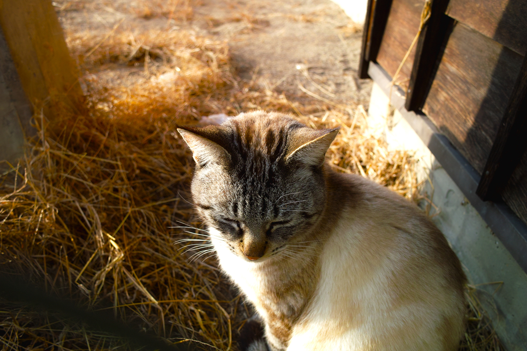 学校の猫