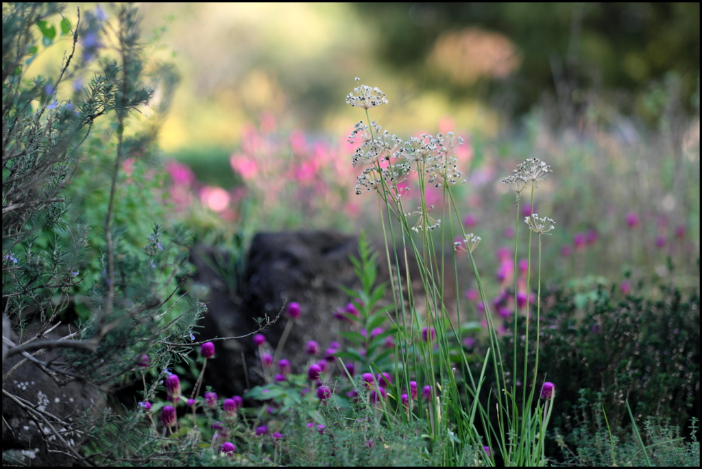 公園の花