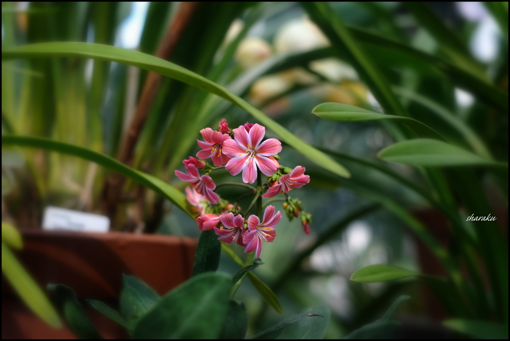 温室の花