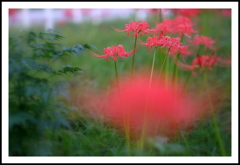 曼珠沙華 ②