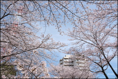 桜の景 ②