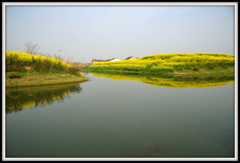 「菜の花のある風景」 ⑩