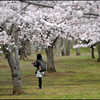 桜の園
