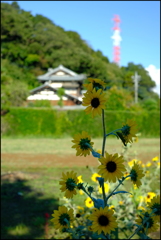 農村の風景⑧