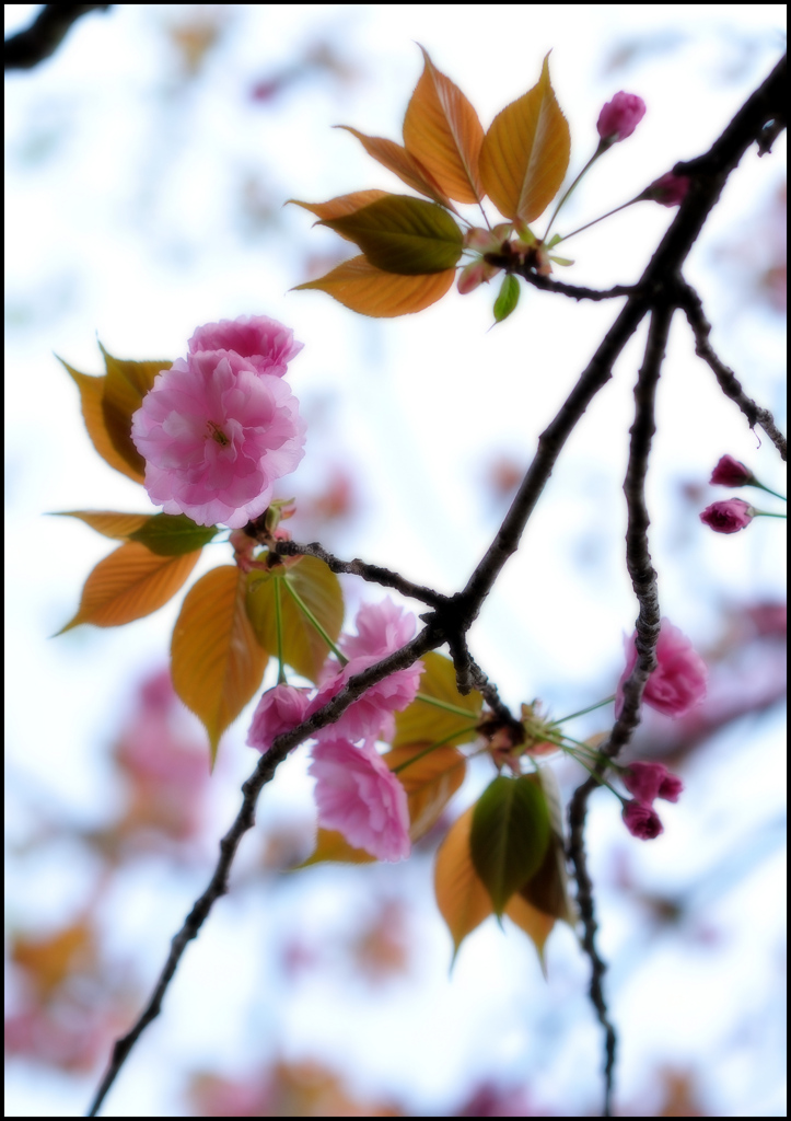 八重桜