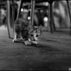 子猫 ⑥
