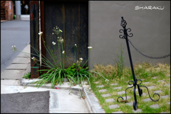 街の花