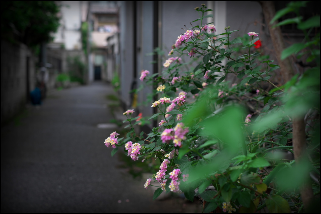 路地に咲く