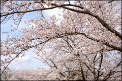 桜の景 ⑤