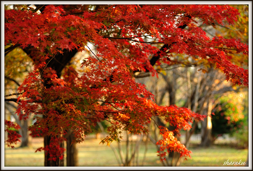 溢れる紅葉