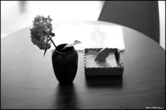 紫陽花
