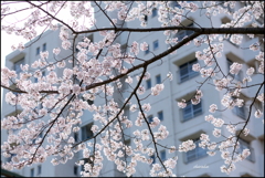 桜の景 ⑥