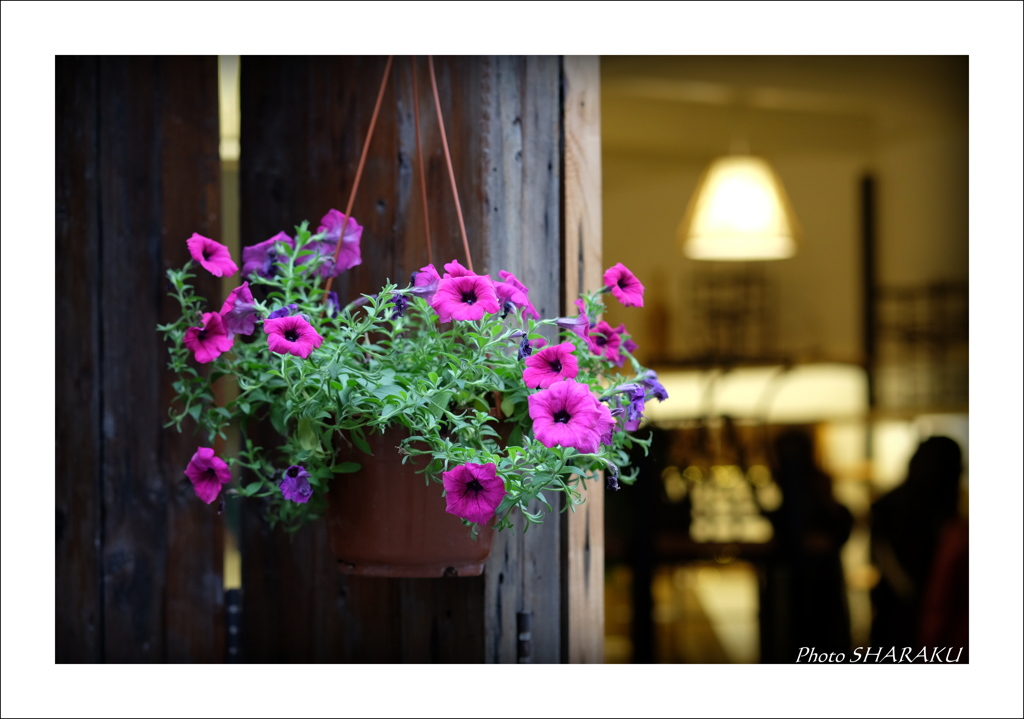 いつもの花