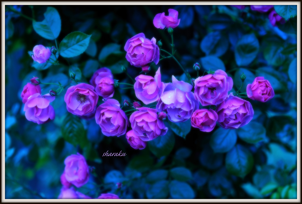 薔薇 Ⅱ