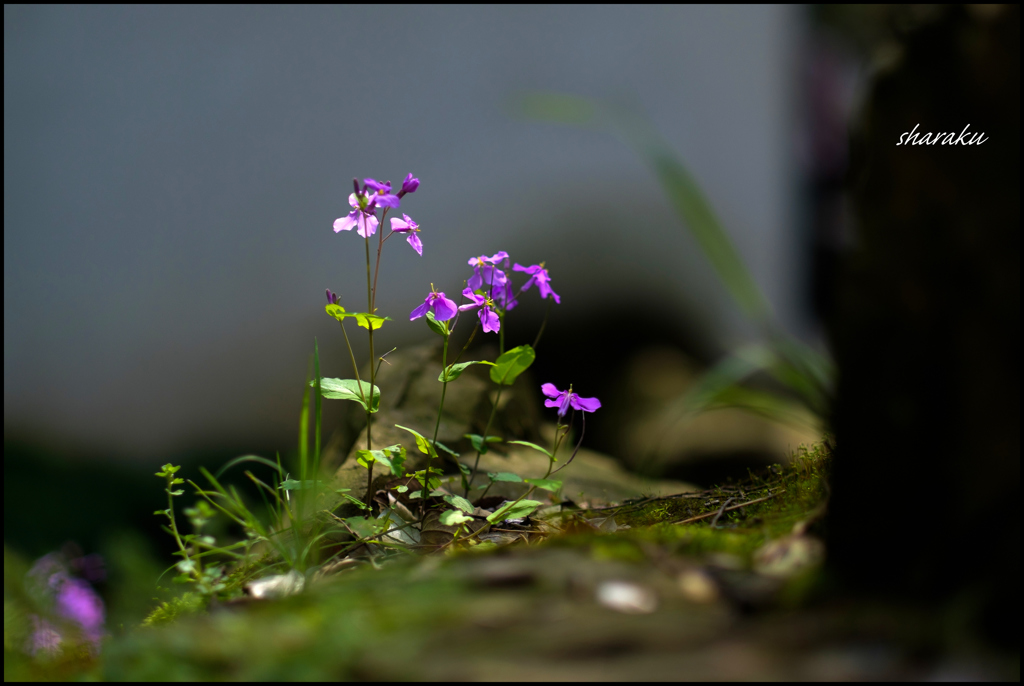 春を呼ぶ花