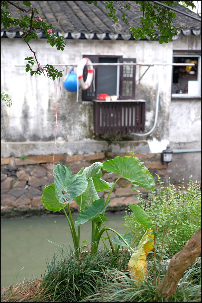 水郷傍