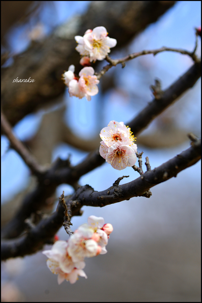 花三題(白梅)