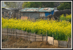 「菜の花のある風景」 ⑦