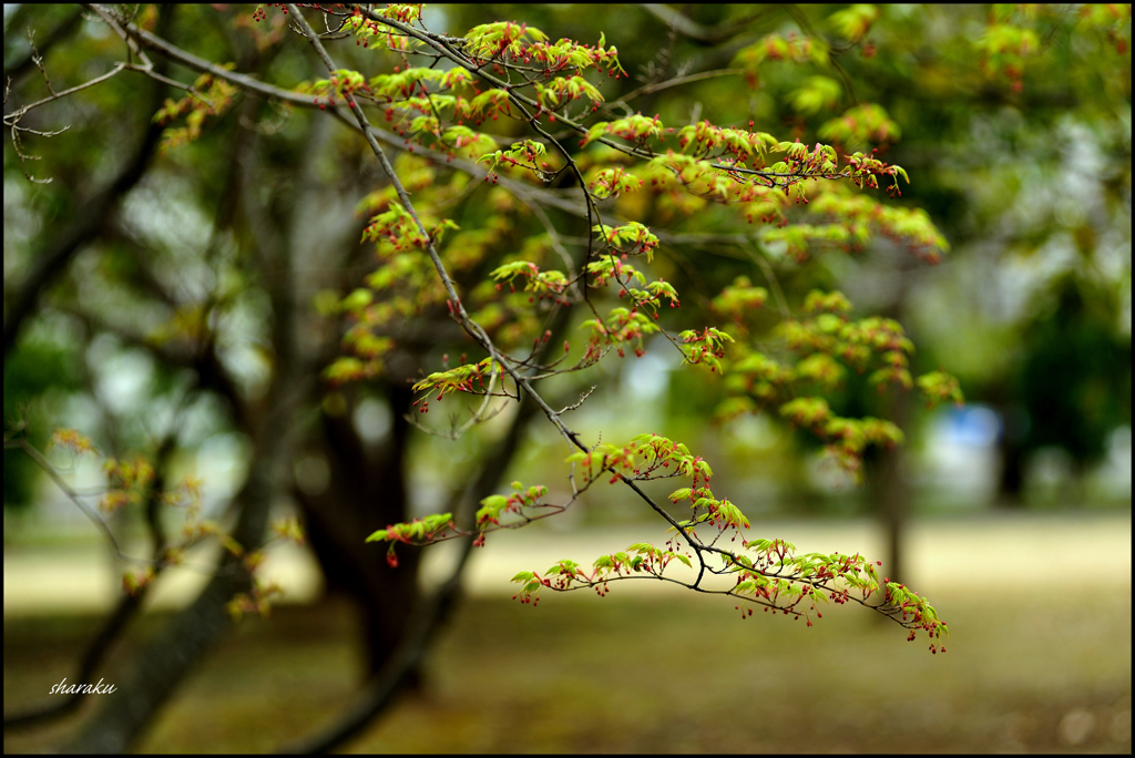 芽吹き