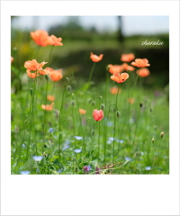 開花が待ち遠しい ②