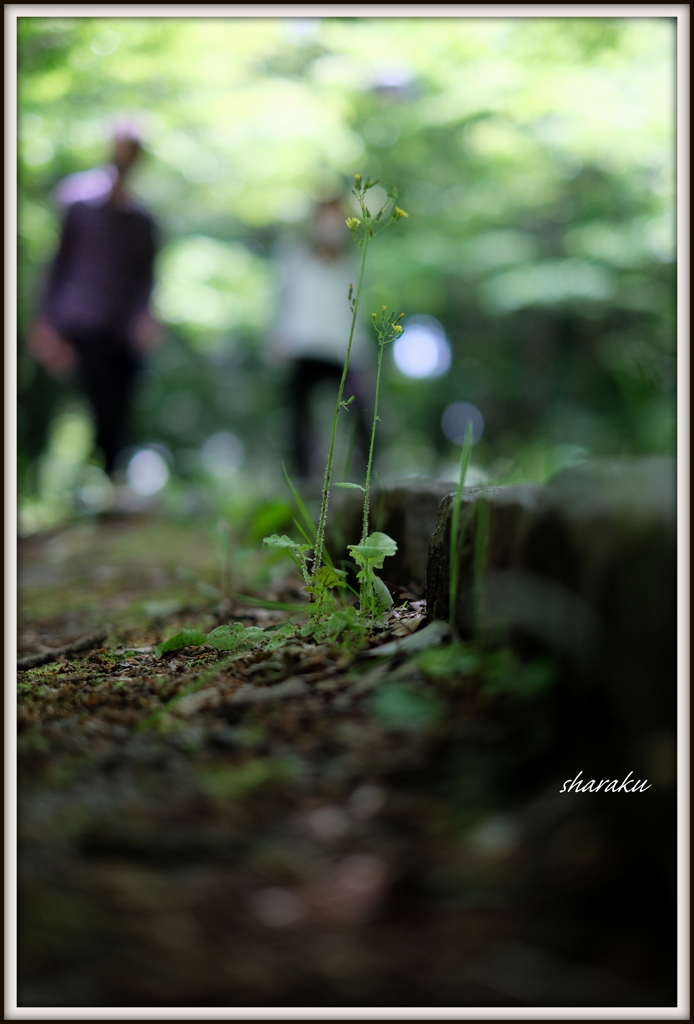 足元の花