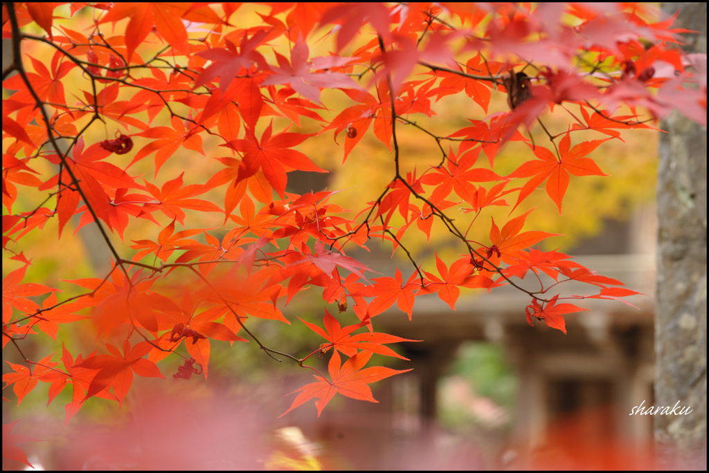 平林寺紅葉③