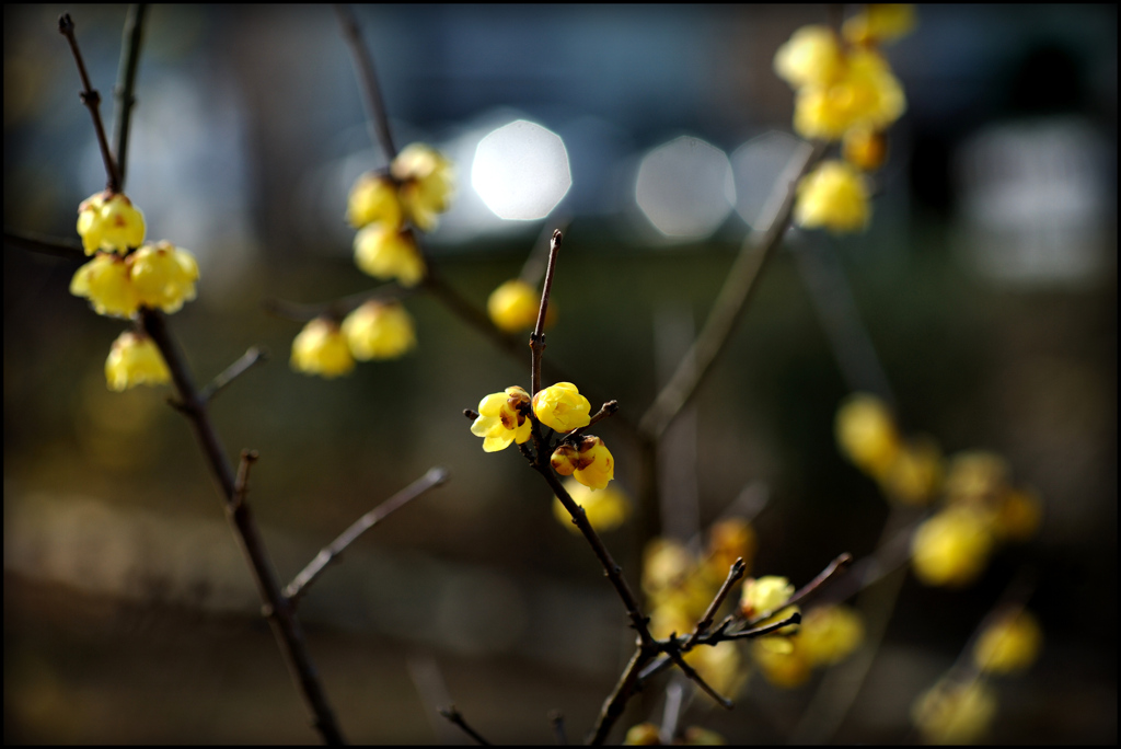 花三題(蝋梅)