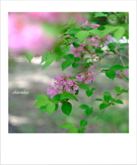 開花が待ち遠しい ③