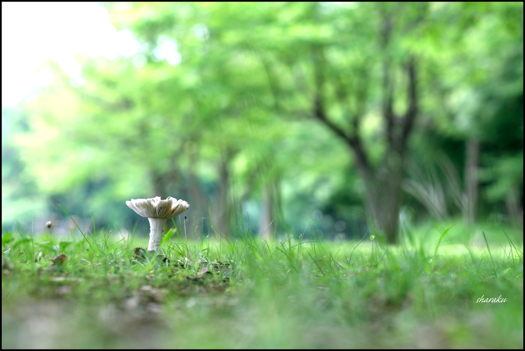 雑草の中で