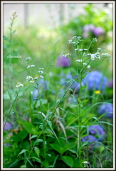 紫陽花の季節に