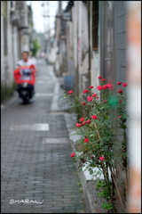 路地のバラ