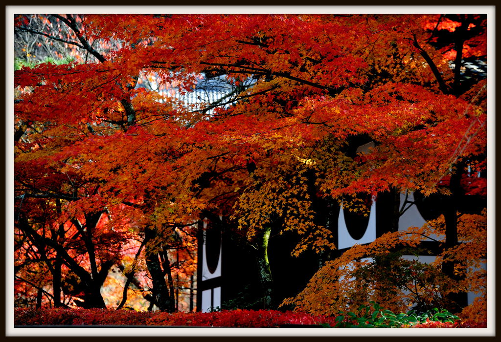 紅の競艶