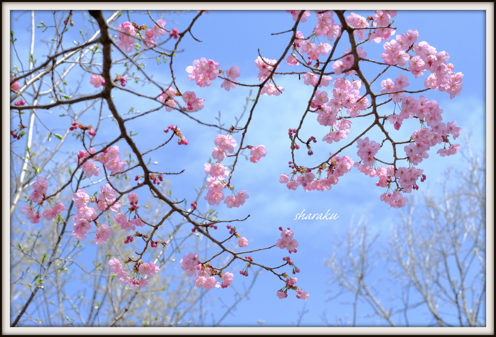 桜咲く！