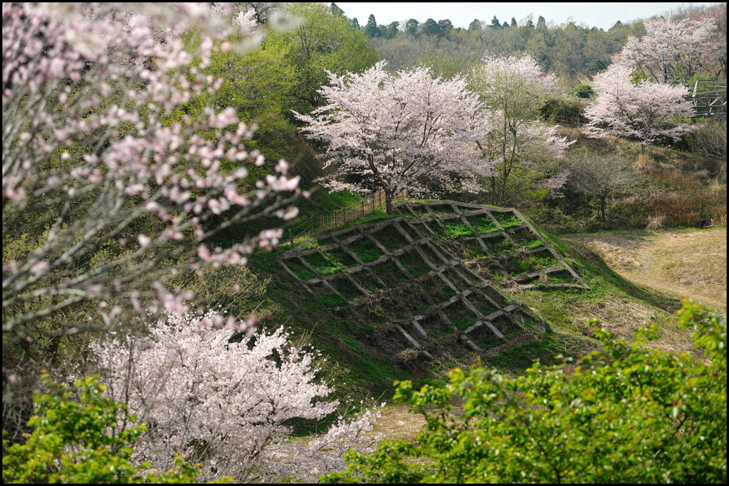 春の散歩路 ㉝