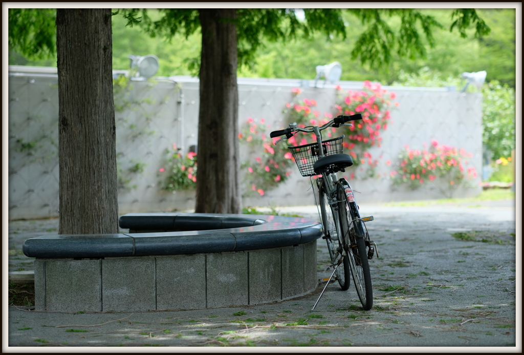 公園の自転車