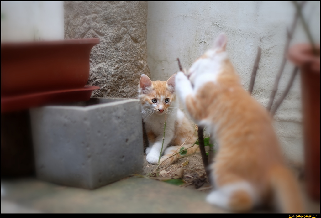 珈琲店の子猫 - 8