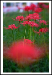 曼珠沙華 ③