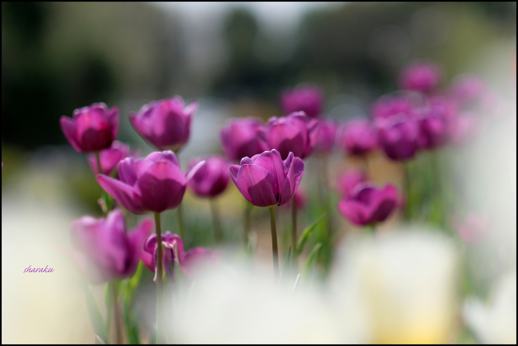 TULIP