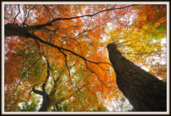 紅葉、見上げて